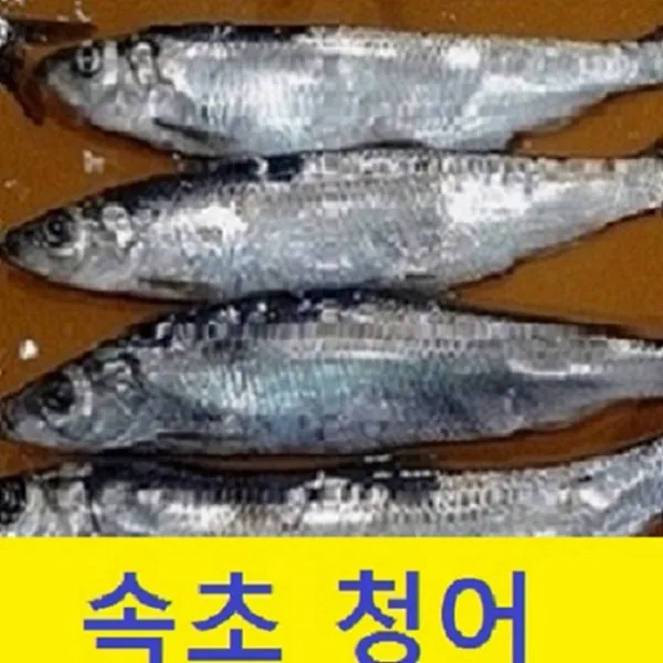 (쌍다리상회) 생물냉동 청어 20마리 30cm내외 5kg이상, 국내산 청어 자연상태 20마리 급속냉동