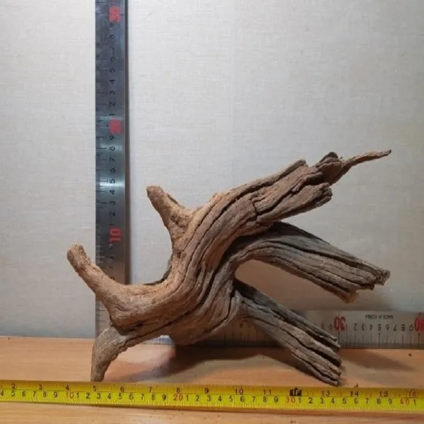맹그로브 유목35-45cm랜덤발송 및 실사유목52