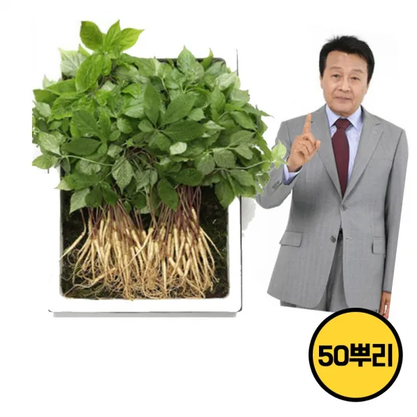 TV홈쇼핑 청유담 명품 새싹삼 새싹인삼 50뿌리 130뿌리 인삼, 1세트