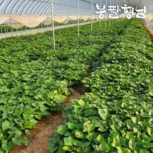 [봉팔형님] 밤 고구마모종 고구마순, (밤)1박스, 20kg