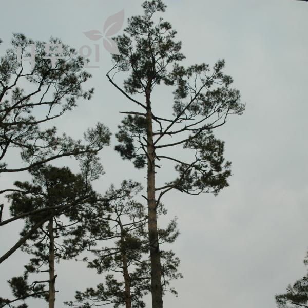  나무인 나무인 소나무 조형소나무 키2.5미터