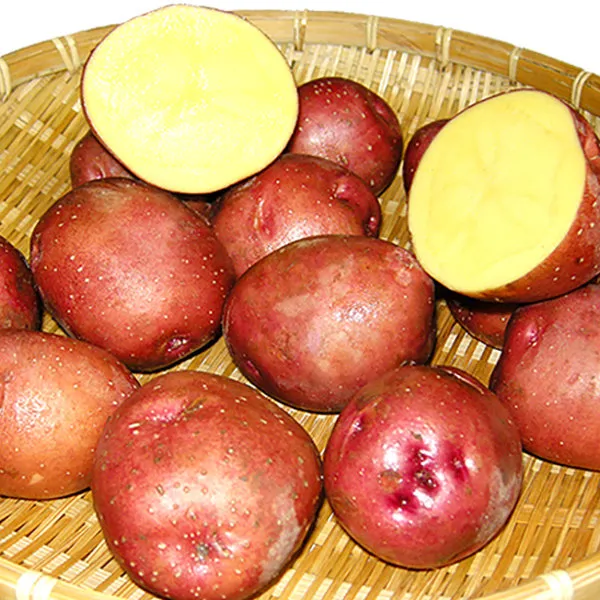 드디어출하 분이 많은 빨간감자/홍감자/적감자, 빨간감자5kg(중/통구이)