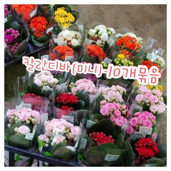 꽃나라엘리스 칼란디바(미니)-10개묶음-퀸즈로즈