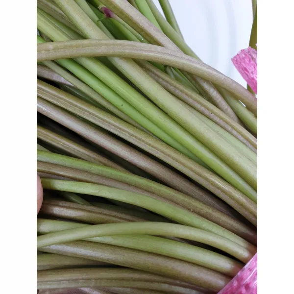 당일채취 고구마순 고구마줄기 고구마줄거리, 1kg