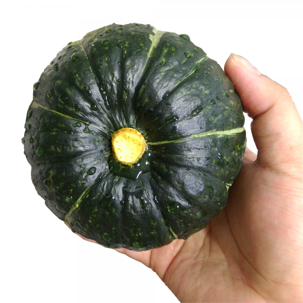 [산지직송] 함평 미니 단호박(밤호박) 1kg 하우스 재배