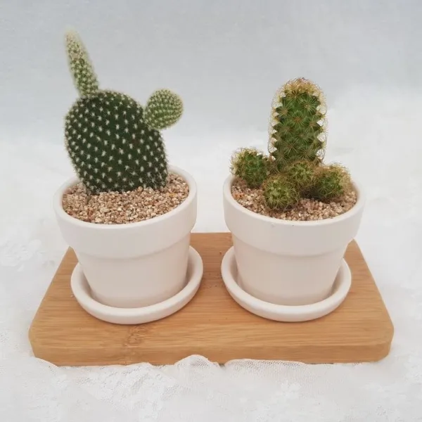 [해송꽃농원] 다육식물 선인장 비목단 2구 미니 화분
