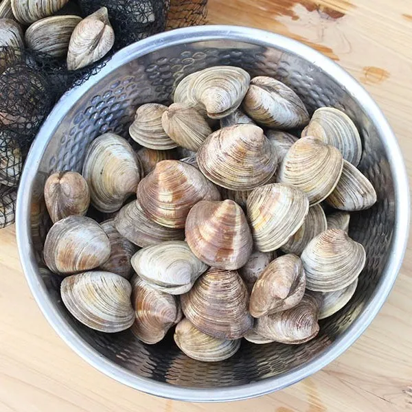 바다조아 백생합 대, 1개, 2kg