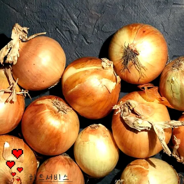 완주 산속에서 재배한 햇양파