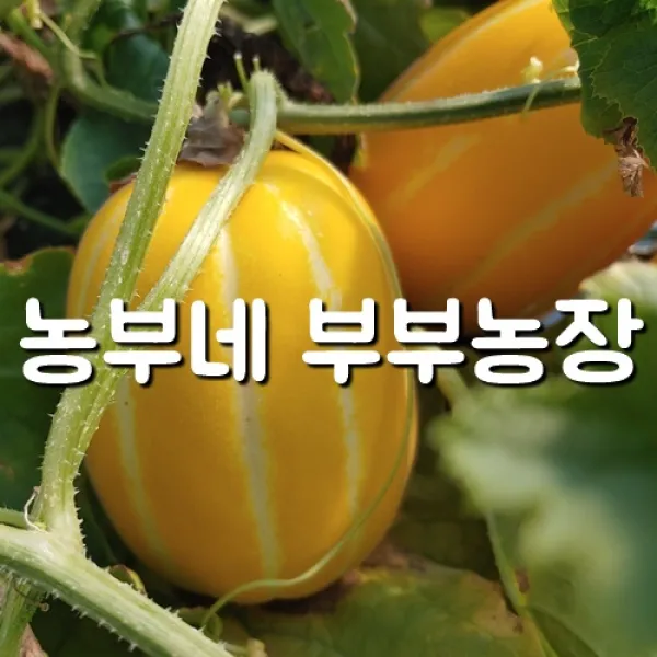  산지직송 성주참외 11kg대용량 산지직송 농부네 부부농장 1박스 04.참외 11kg 비품대과 포장재포함무게 