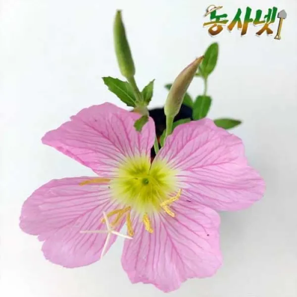 [농사넷] 두해살이풀로 월견초라는 약재로도 쓰이는 분홍 달맞이꽃 모종(5개 10개 20개중 선택)