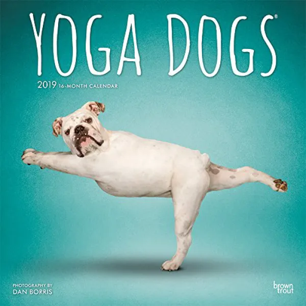 Yoga Dogs 2019 12 x 12 Inch Monthly Square Wall Calendar Animals Humor Dog 요가 개 2019 12 x 12 인치 월별, nullSET