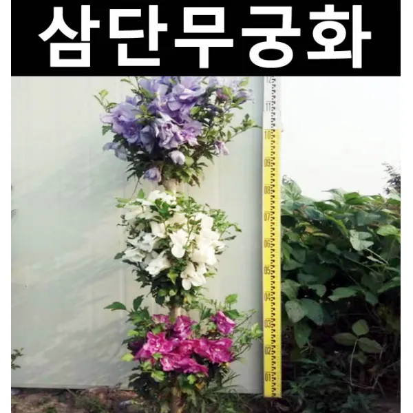 삼단무궁화(트라이컬러) 키1.2m(뿌리) 개화주/나무 묘목/활엽수/정원용