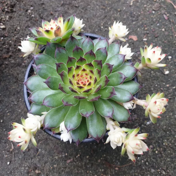 [수암다육] 컬러 블랙탑바위솔 랜덤발송 Sempervivum 'Black Top' 랜덤발송 다육 다육이 다육식물 391