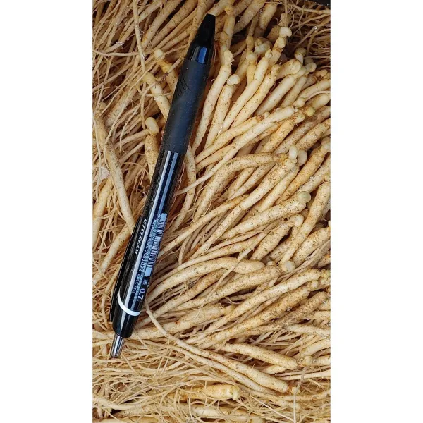 청춘농원 1년근 100뿌리 묘삼 종삼 심는용도 산양삼 장뇌삼 인삼모종 틔움, 1년생 100뿌리(발아처리)