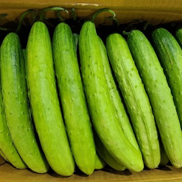 영호네농산물 백다다기 백침오이 백오이 특품, 1box, 25개 내외 (5kg내외)