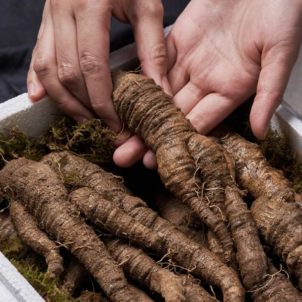 더덕 정선 6년근 신선한 강원도 산더덕 햇 특산물 산지직송 국내산 6년근 소 500g