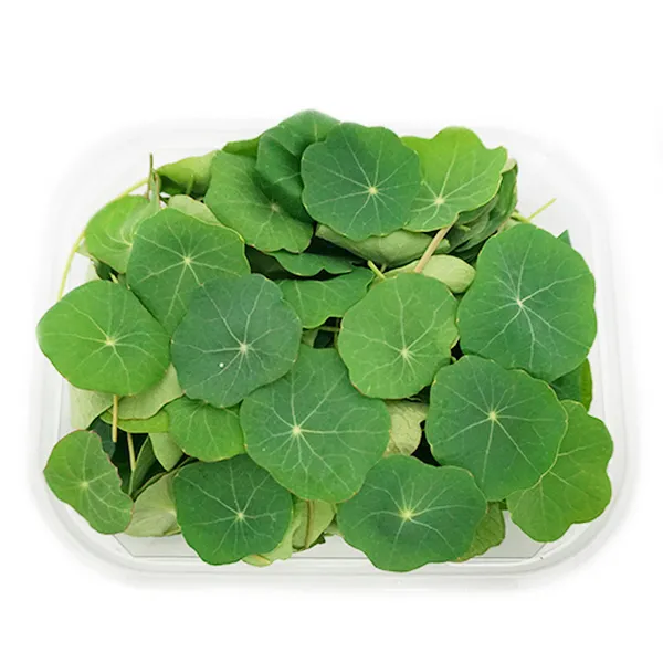 (신선) 한련화잎 30g Nasturtium 연잎모양 식용 국내, 단일상품