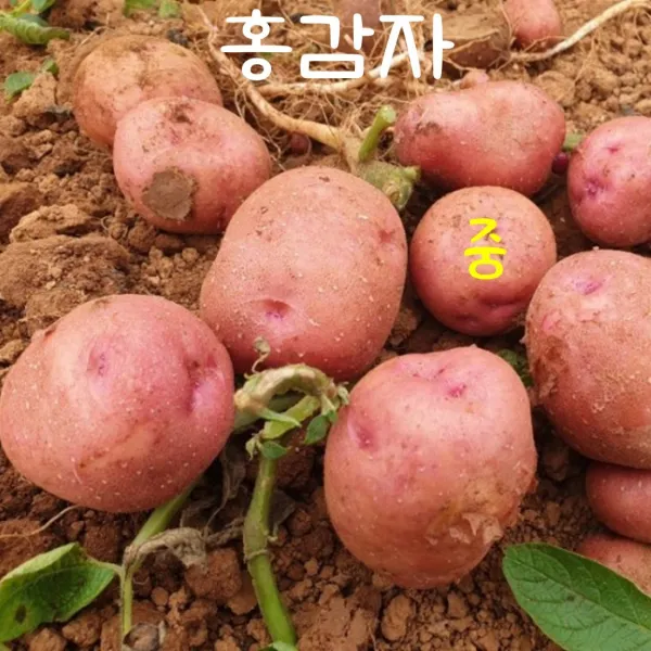 맘스픽 2021 햇 감자 수미감자 홍감자 두백감자 중 대 특 왕특 2kg 3kg 5kg 10kg, 홍감자 중