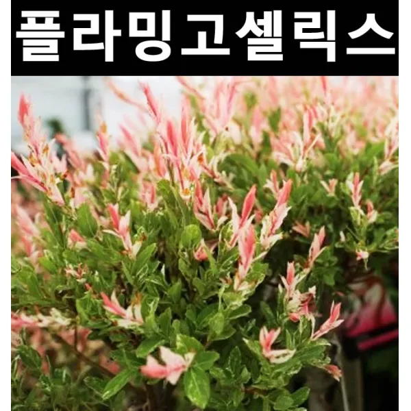 무늬버들(플라밍고샐릭스) 포트 3개/나무 묘목/활엽수/정원용