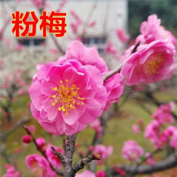 매화 묘목 분재 섣달 실내 사계절 푸르게 꽃 심고 핑크 메이 8년1증정 1