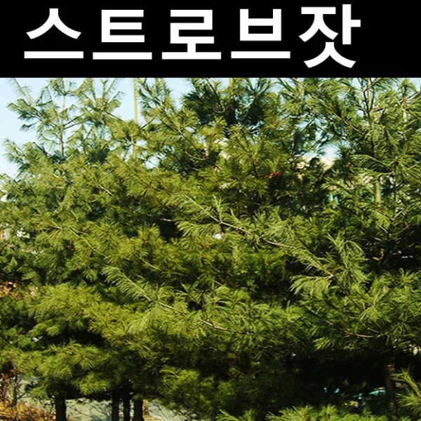스트로브잣나무 키60cm 플러그포트 5개/나무 묘목/상록수/조경용