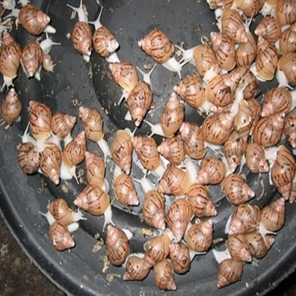 아프리카왕달팽이 애완달팽이 10마리+코코피트2리터 동명달팽이농장 10마리