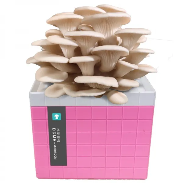 홈심다 식용 균종 하우스 자양함 느타리버섯 홈버섯 케이스, 화이트 느타리버섯 - 큐브 타입 -핑