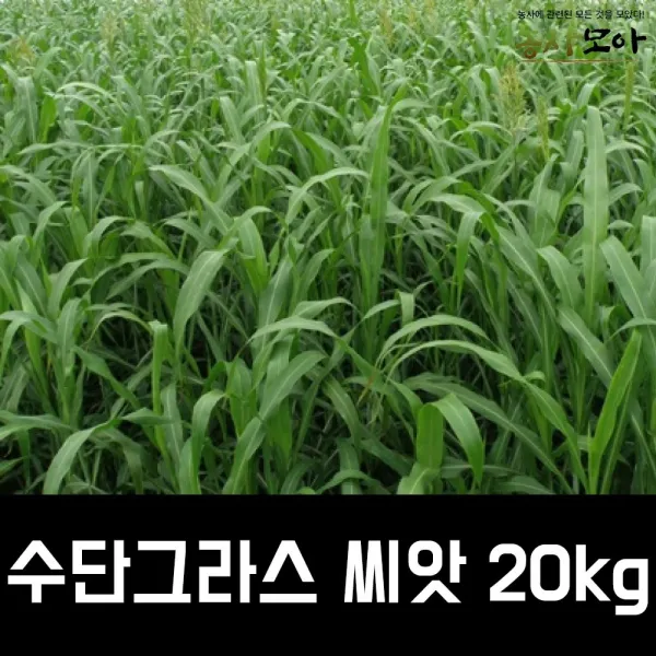 수단그라스 씨앗 (만생종) 20kg 녹비씨앗 목초용씨앗(1000평) 농사모아