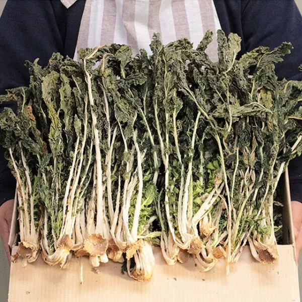 양구 펀치볼 무청 건시래기 자연그대로 건조 강원도 청정지역 1kg 1박스
