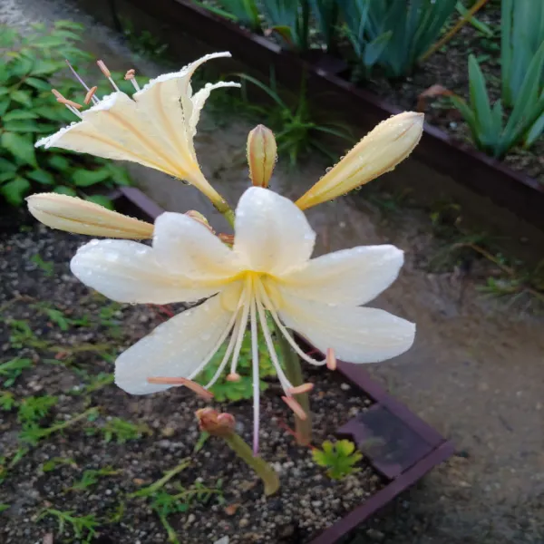 초일조경 위도상사화