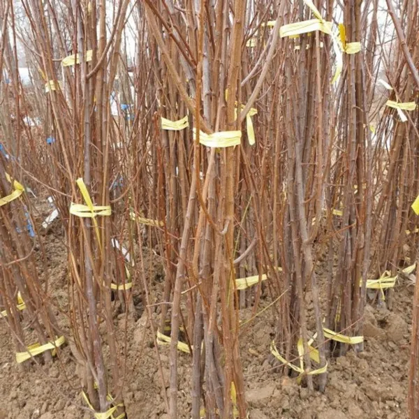 자두 특묘목 후무사 석류 왕자두 감 str24026