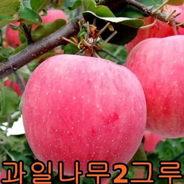 유실수묘목 특묘2그루 나무묘목 과일나무 꽃나무 조경수 석류 단감 청포도, 대봉감특묘2그루