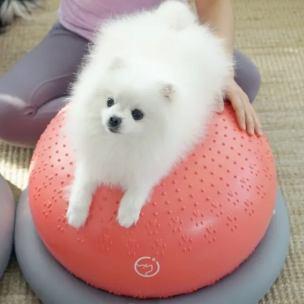 튼튼짐볼/칠십사점오도씨 정품 반려견전용 운동기구 본품만 본상품선택