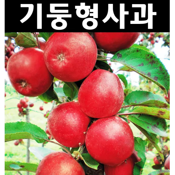 순수농원 기둥형사과(메이의 눈동자) 접목1년(뿌리) 나무 묘목 과실수