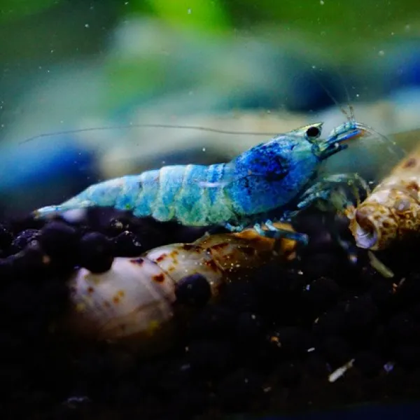  하비아쿠아 터키옥 새우 5마리 관상용새우 1개