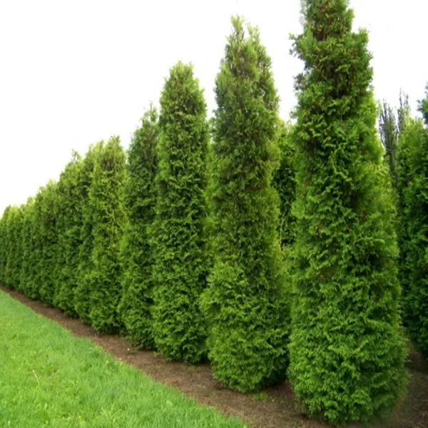 세종식물원 조경수 정원수 울타리목 킹오브브라반트 묘목 화분