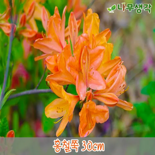 착한가격나무생각 홍철쭉 30cm 5주묶음