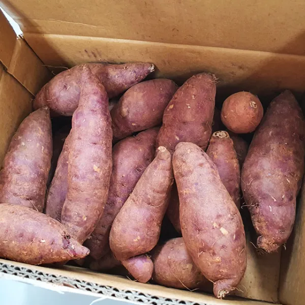 [호천참살이농산] 무안황토 유기농 꿀고구마3kg(개당80~300g) 베니하루카 달수고구마