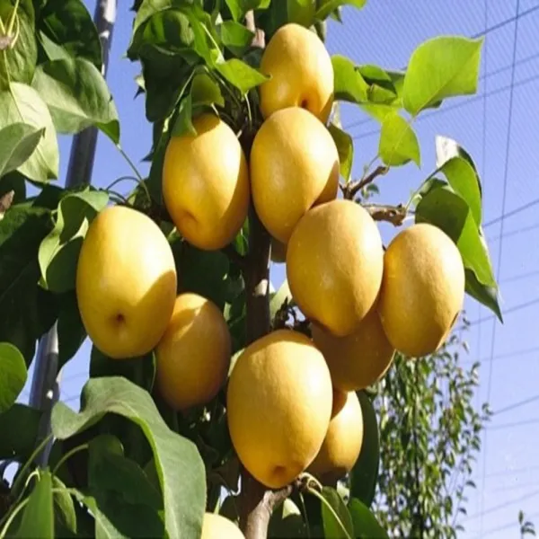 같이가치농원 배나무 신고 접목1년특묘