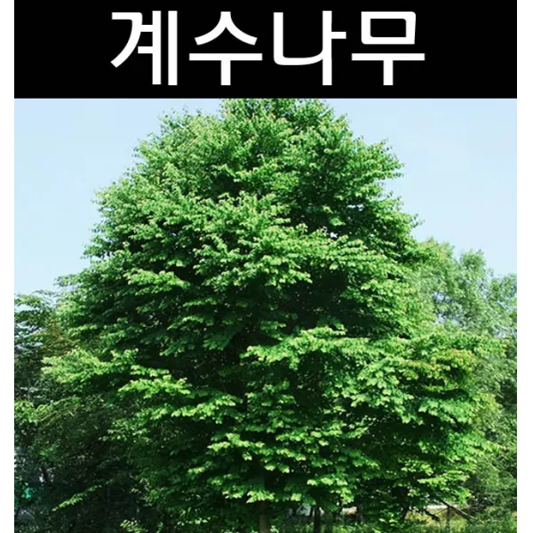계수나무 묘목 실생2년/활엽수/조경수/관상수