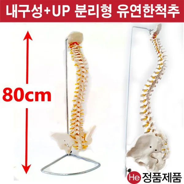 He 척추모형 골반포함 1003GG 인체해부도 척골 요골 고관절 골절 CPR 인체모형, 1개
