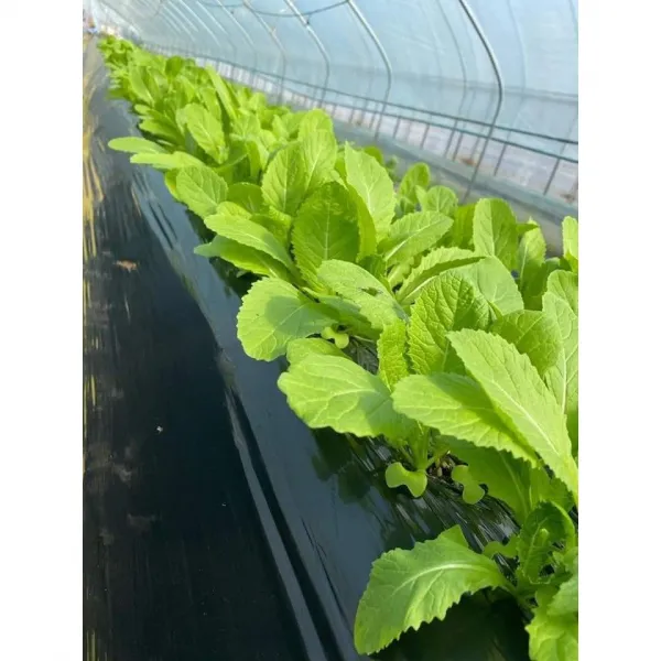 Cai xanh (베트남 갓) 5kg /아시아 농장 송소희, 5kg