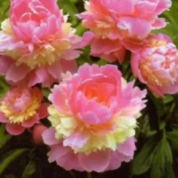 겹작약 4주 소르벳 ( 뇌두3-5 ) 10월 중순