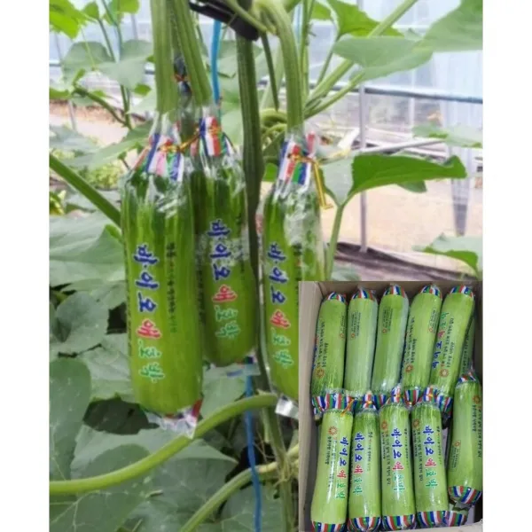 알뜰농장 인큐애호박 실속형 조금 못난이 상품 10~20개(2~6kg 사이), 1개, 인큐애호박 실속형 조금 못난이 상품 10개(2~3kg)