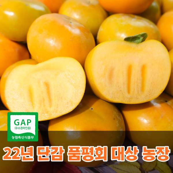 [22년 단감품평회 대상 수상] 씨없는단감 진영 부유 경남 햇 고당도 창원단감