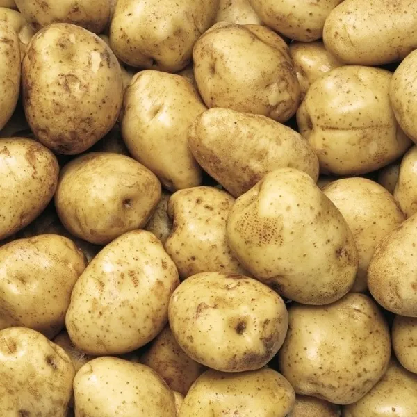 오병이어농산 햇감자 하지감자 1개 하지감자 5kg 중 