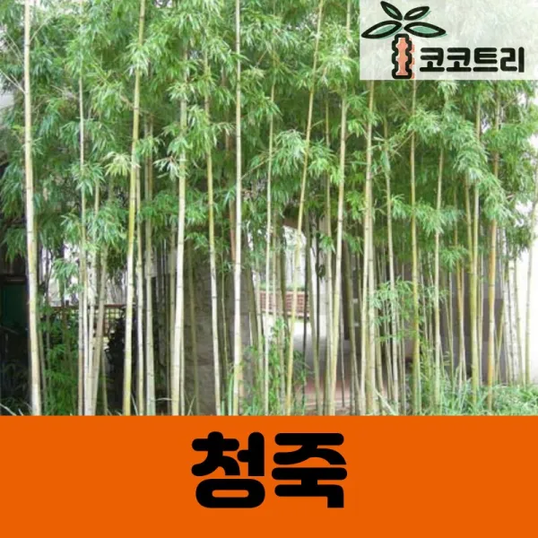 [코코트리] 청죽 묘목, 1개, [차량배송] 청죽 키2.5m 내외 화분