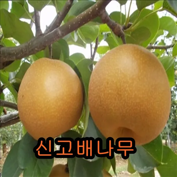 신고배 접목1년특묘 나무 묘목 배나무