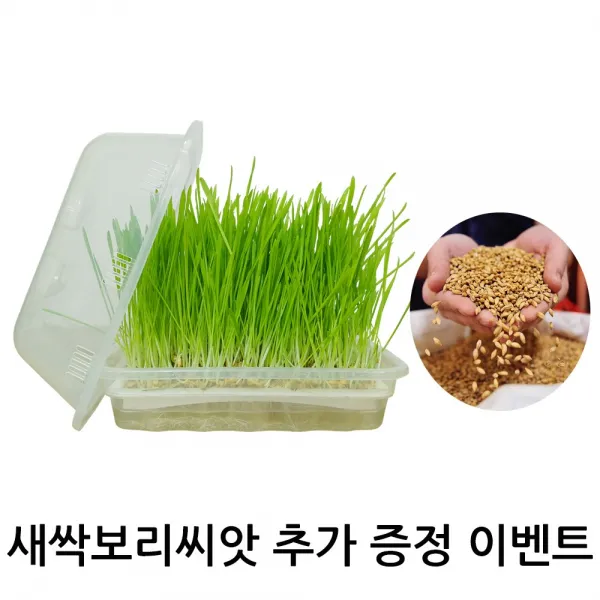새싹보리 키우기 재배기 씨앗 세트 대형 1set