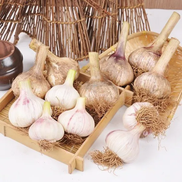 충남 서산 햇마늘(장아찌용) 3/5/10kg, 07번 마늘 3kg (특대), 상세설명 참조